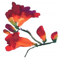 images/flowers/Scan 5.jpg